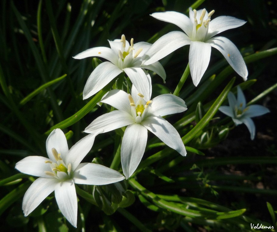 Орнитогалум Сандерс