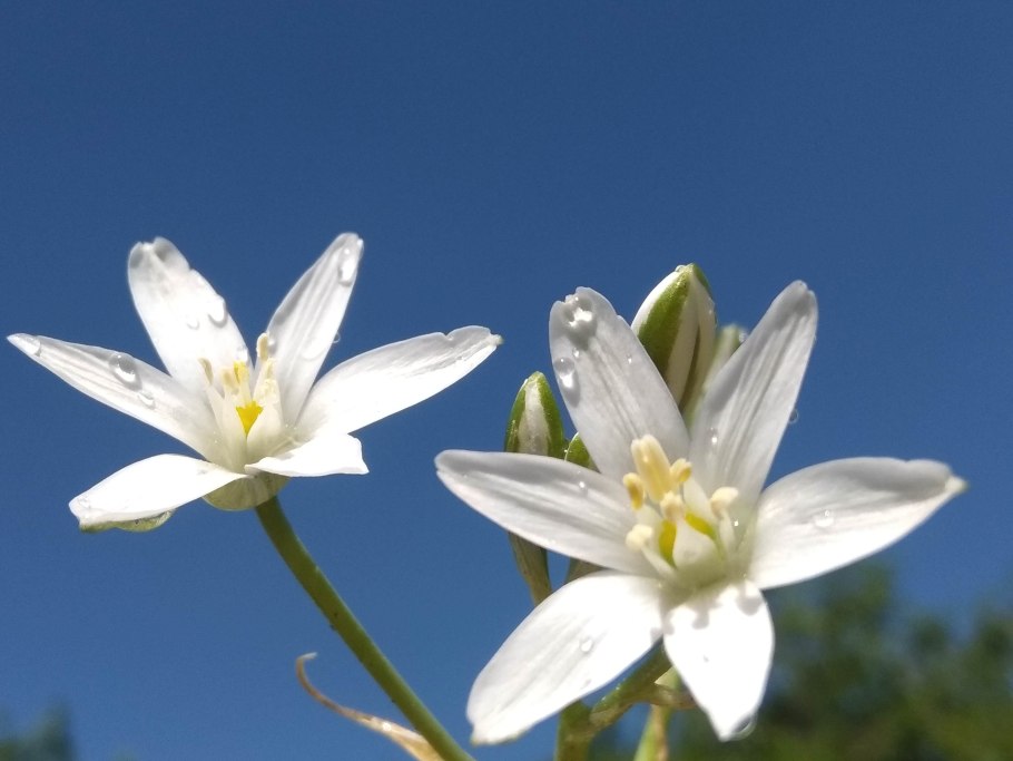 Птицемлечник многолетка