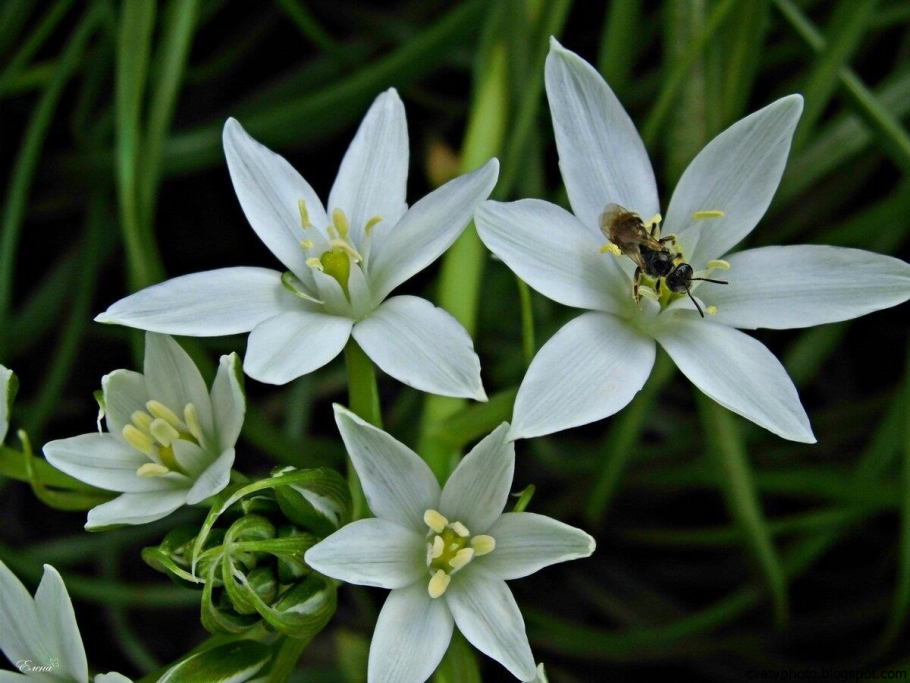 Птицемлечник umbellatum