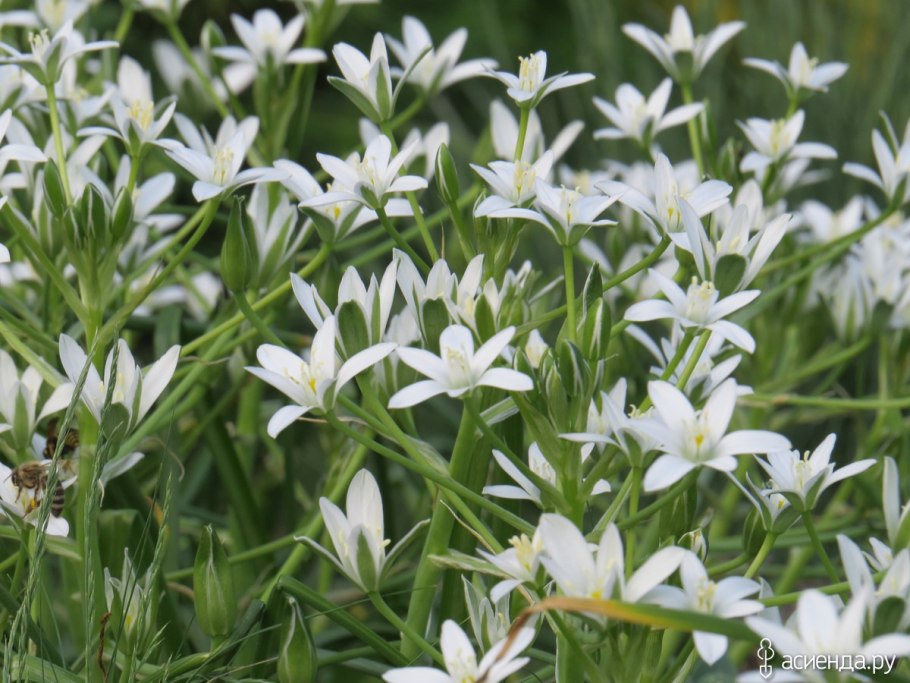 Орнитогалум птицемлечник оранжевый