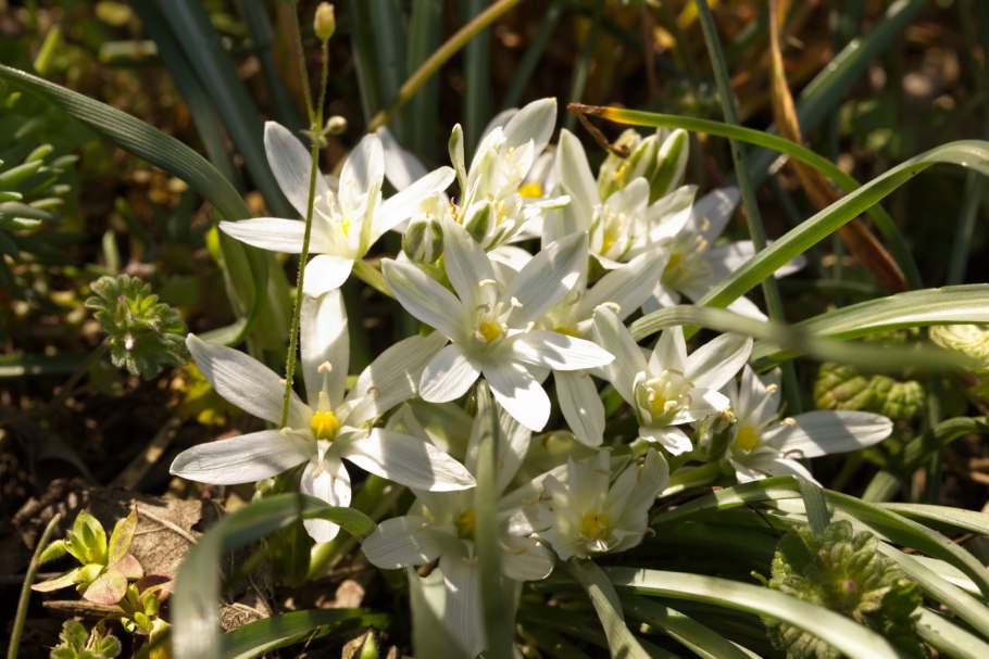 Птицемлечник пиренейский