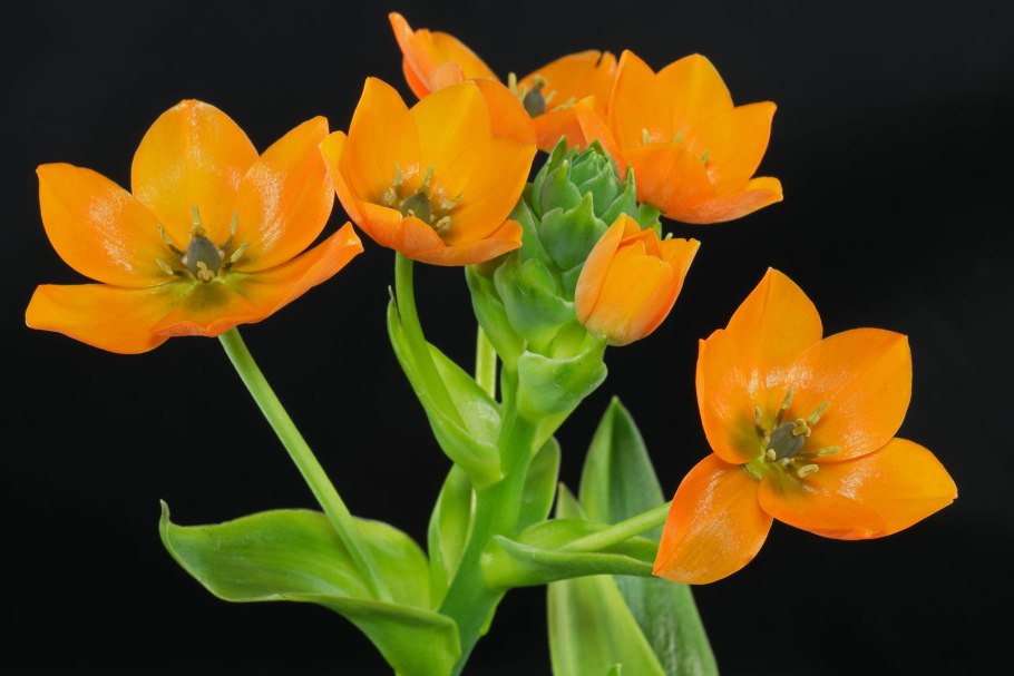 Птицемлечник орнитогалум