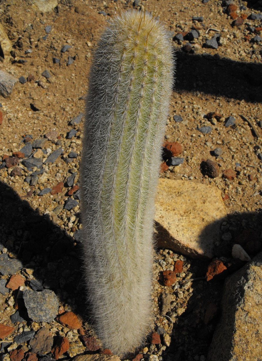 Trichocereus Chilensis