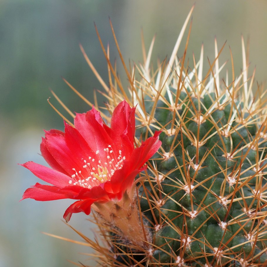 Eriocereus jusbertii