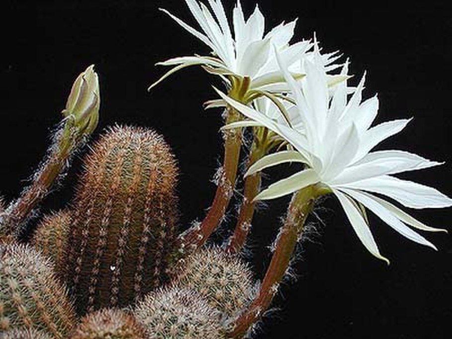 Weberbauerocereus Albus