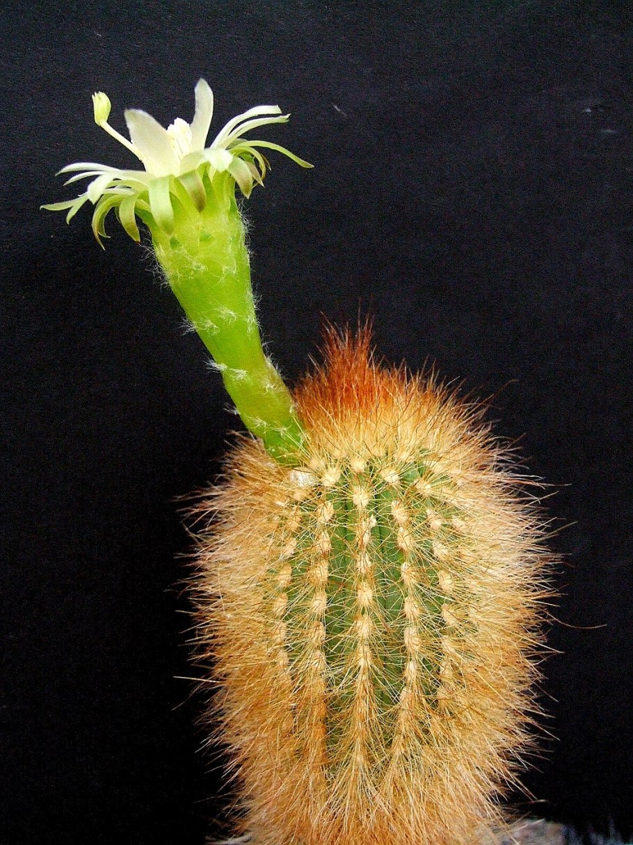 Weberbauerocereus winterianus