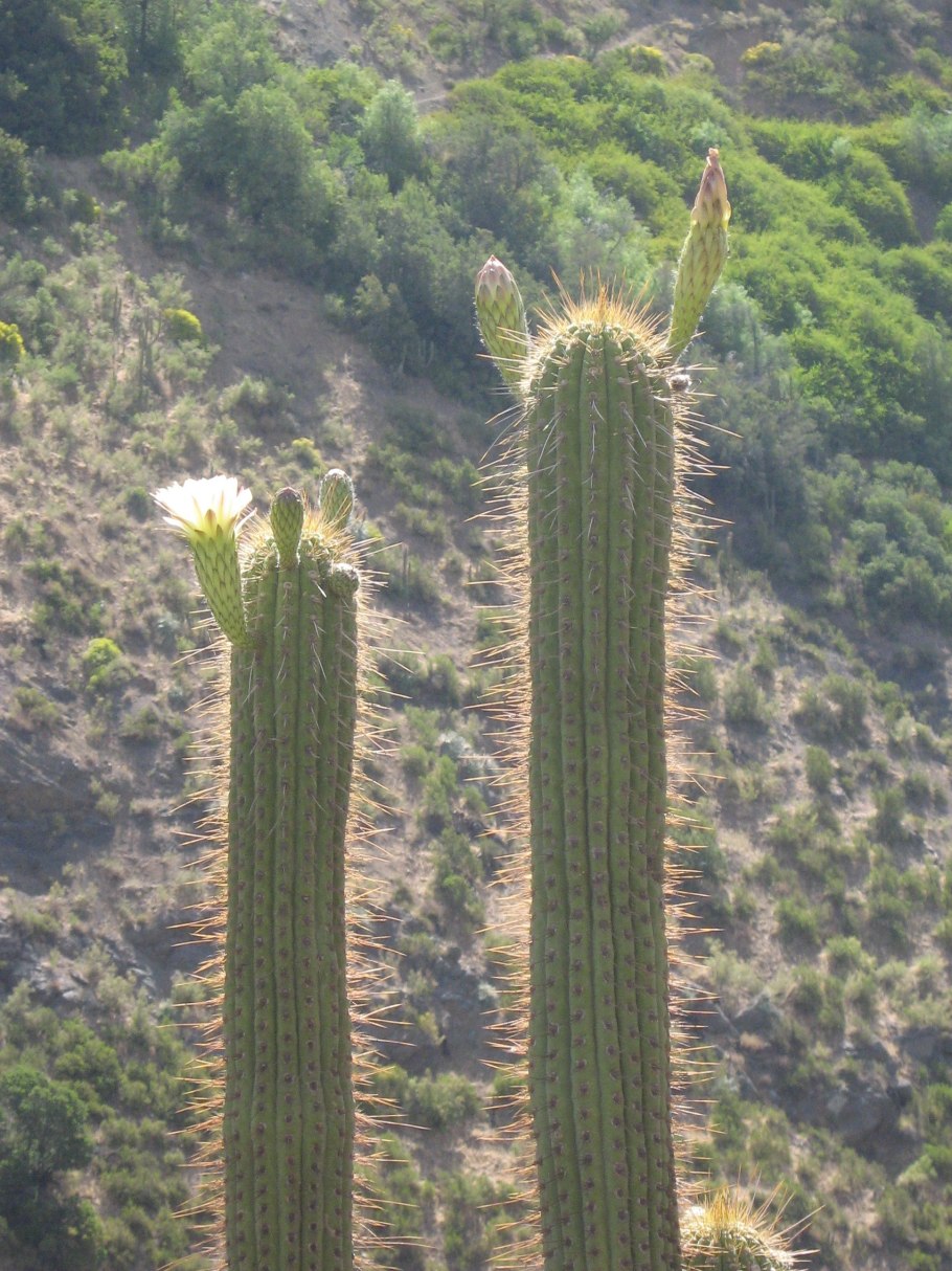 Weberbauerocereus johnsonii