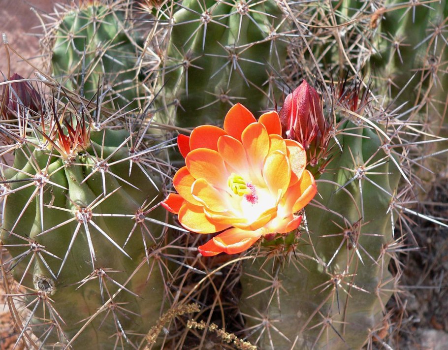 Кактус Acanthocalycium