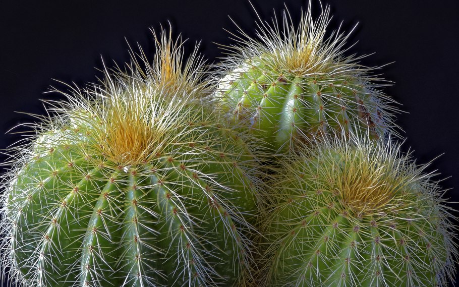 Echinopsis atacamensis