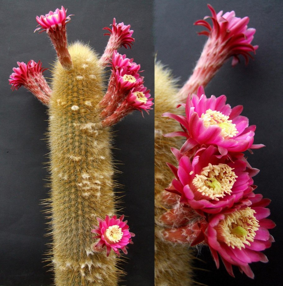 Oreocereus Ritteri