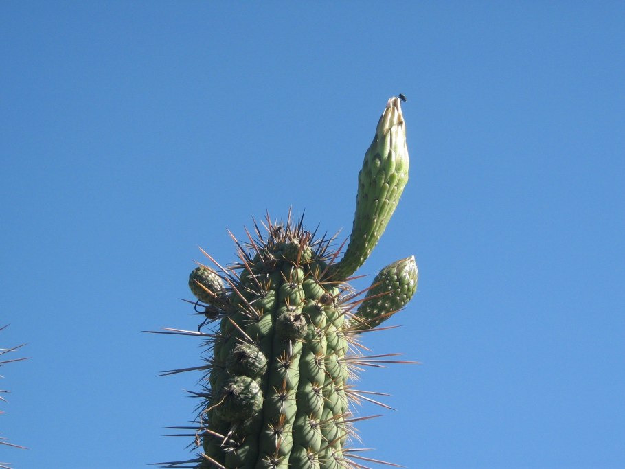 Lobivia Pampana