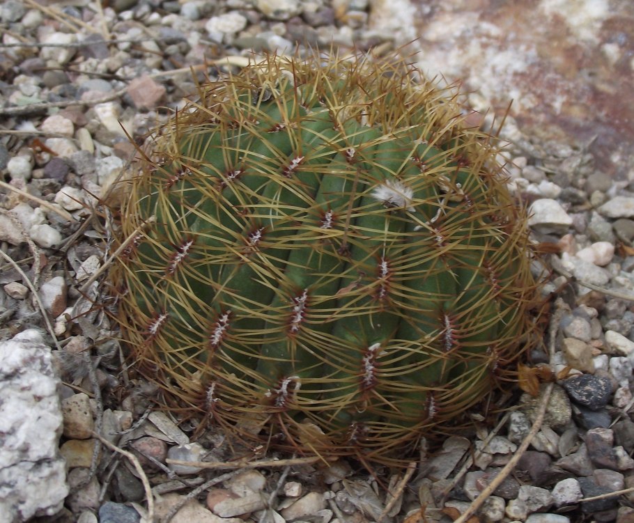 Cereus repandus