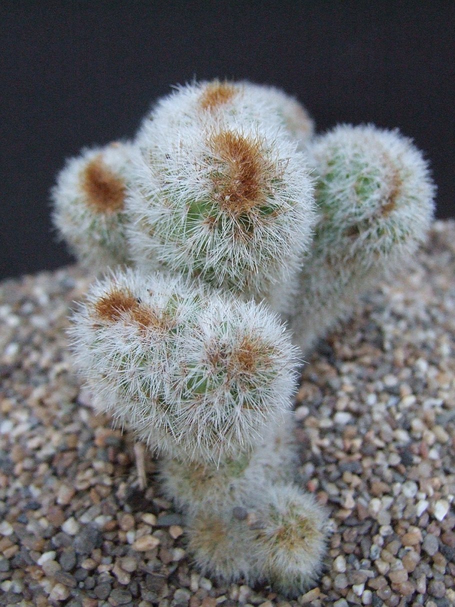 Haageocereus tenuis