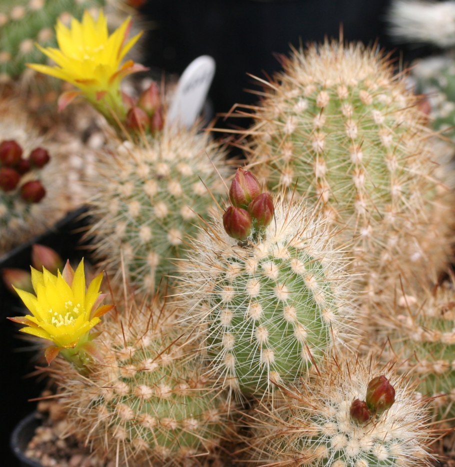 Haageocereus versicolor