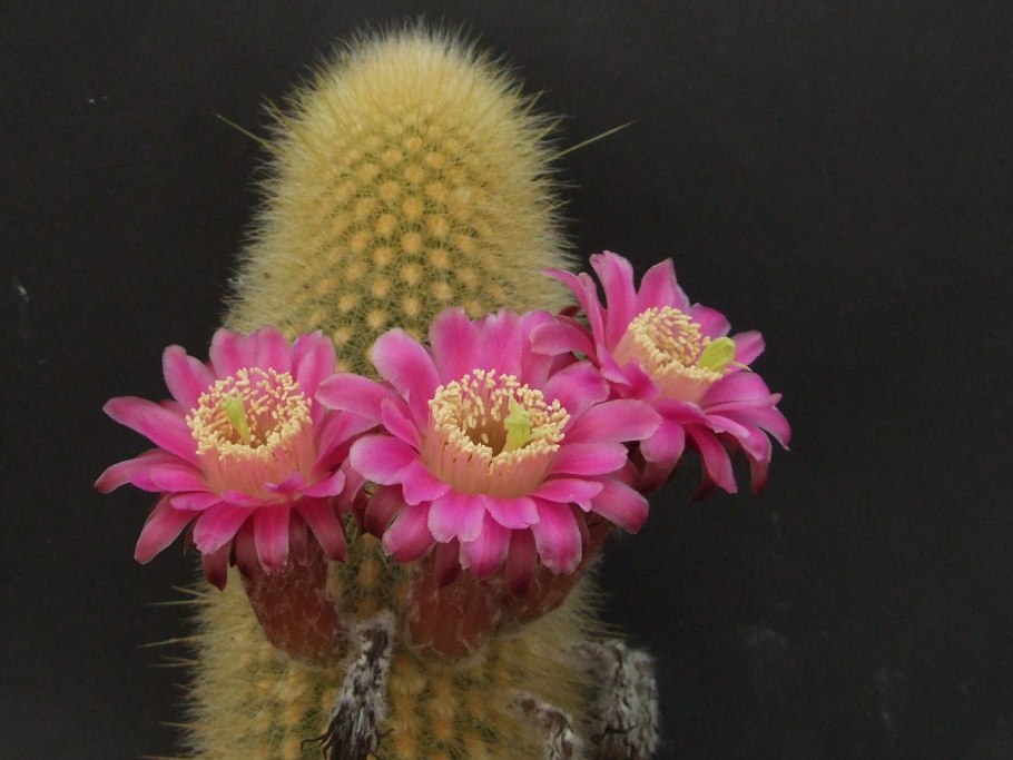 Weberbauerocereus winterianus