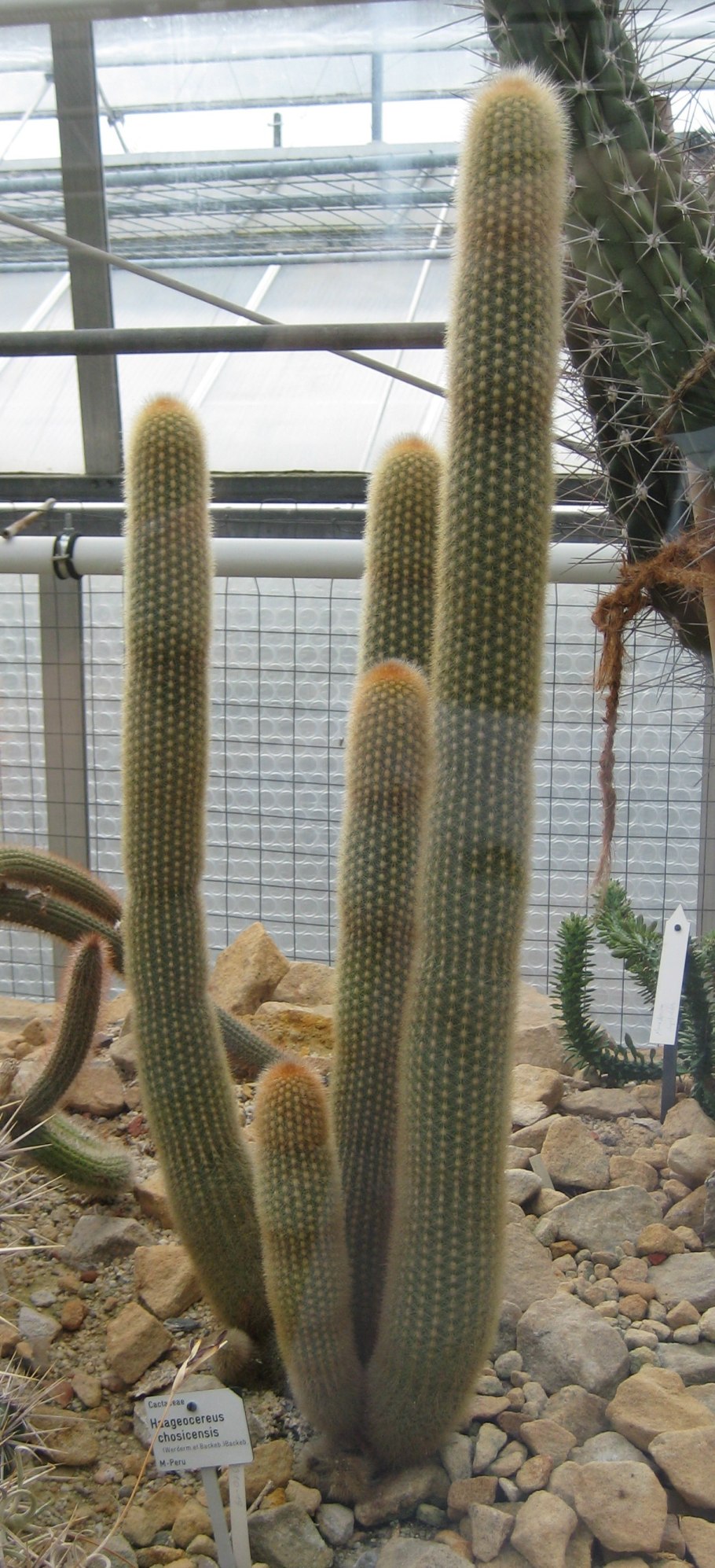 Кактус Trichocereus pasacana