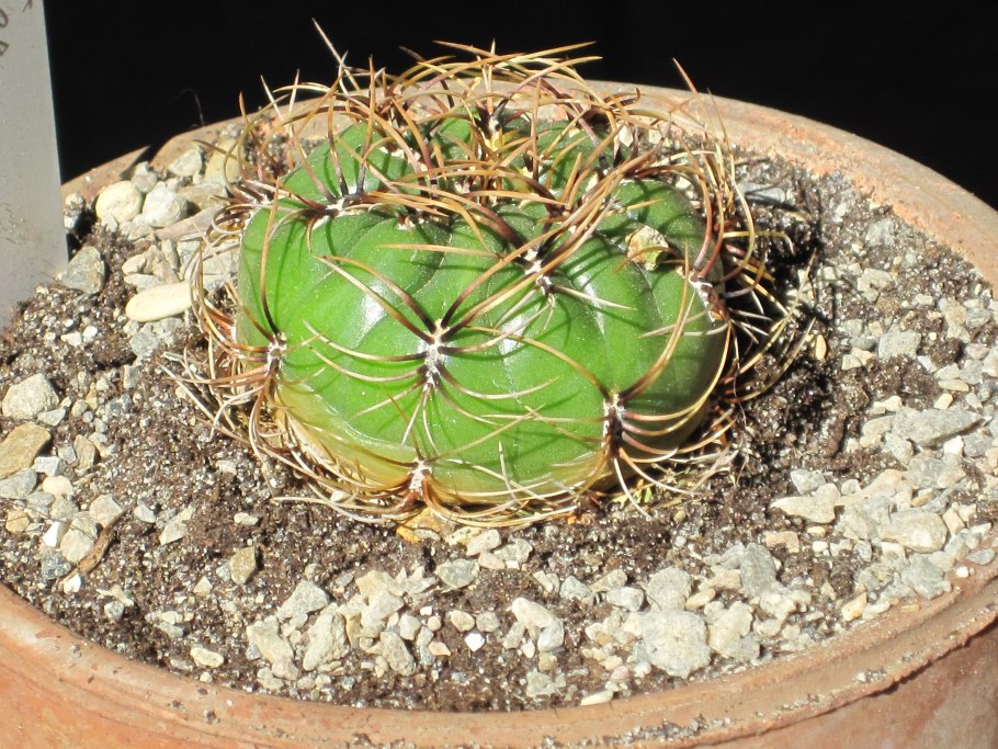 Кактус Oreocereus trollii