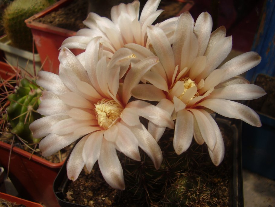 Кактус Gymnocalycium