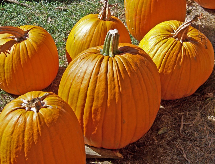 Тыквенное поле сорт Элия