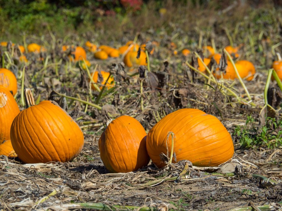Гигантская тыква фото