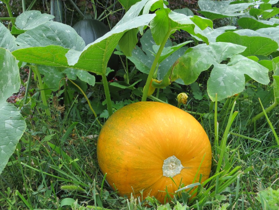 Cucurbita palmata
