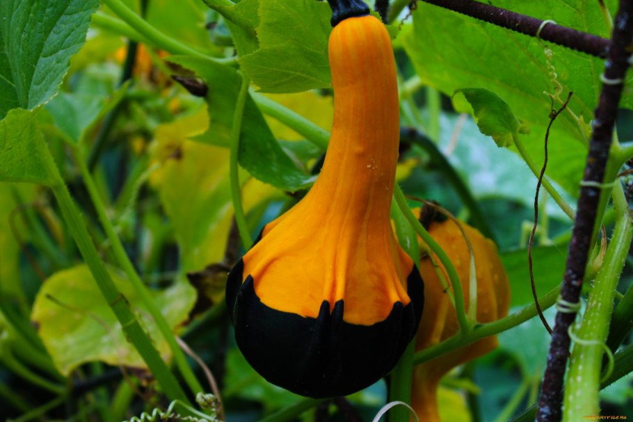 Когда сажать тыкву в Молдавии