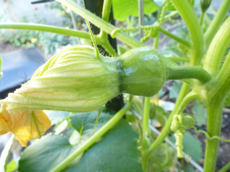 Тыква Когику