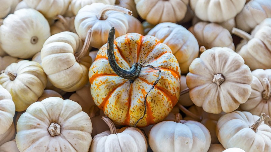 Тыква твердокорая кустовая оранжевая