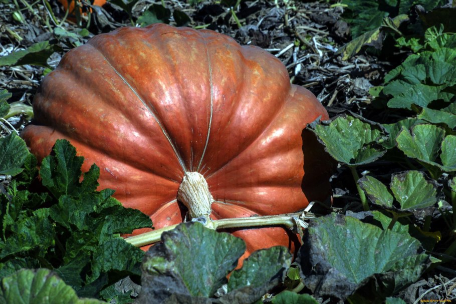 Восковая тыква