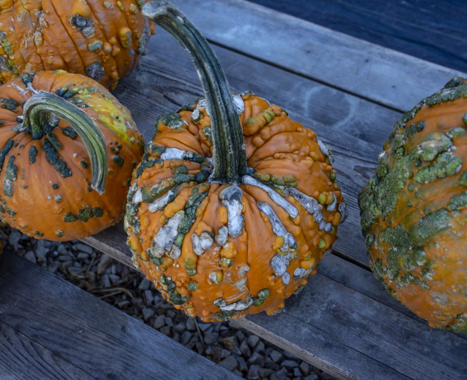 Тыква kleine bicolor