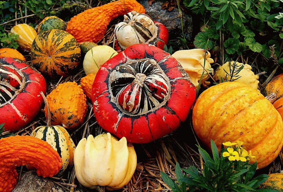 Тыква Матильда f1