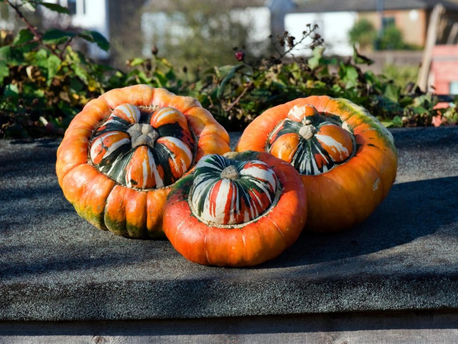 Cucurbita Citrullus Ботанический