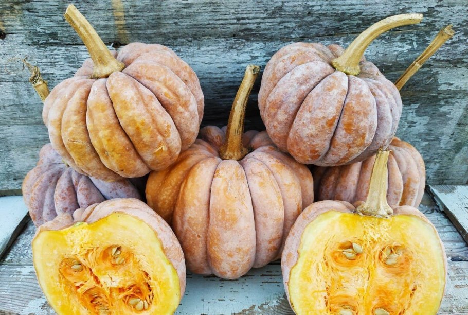 Тыква мускатная Арабатская