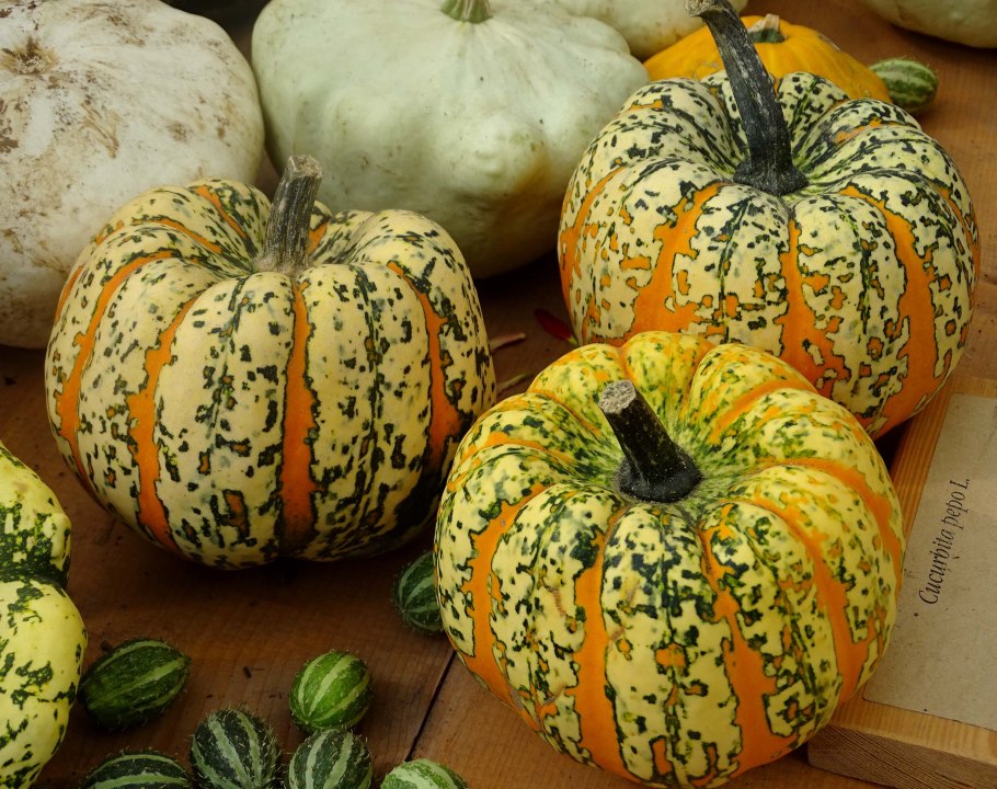 Испорченная тыква фото