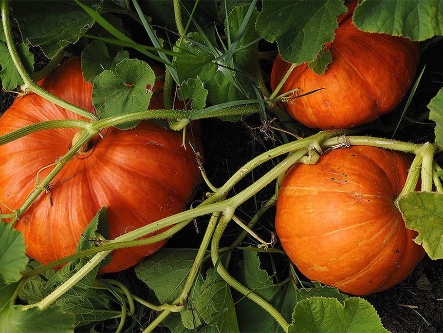 На что похожа тыква