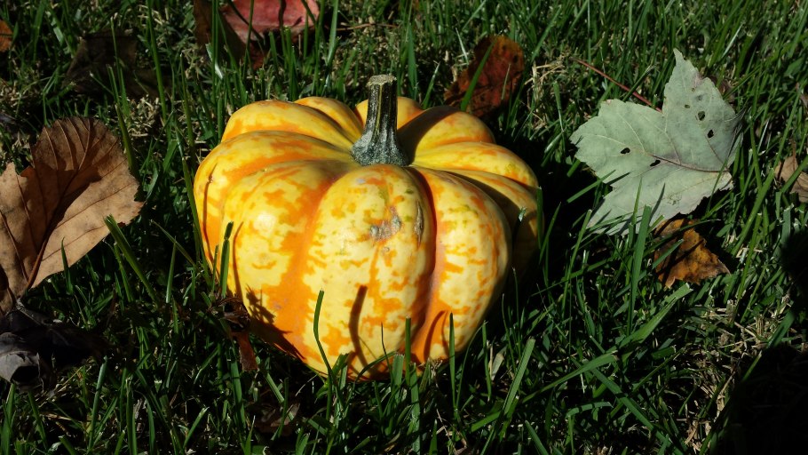 Испанская тыква калабас фото