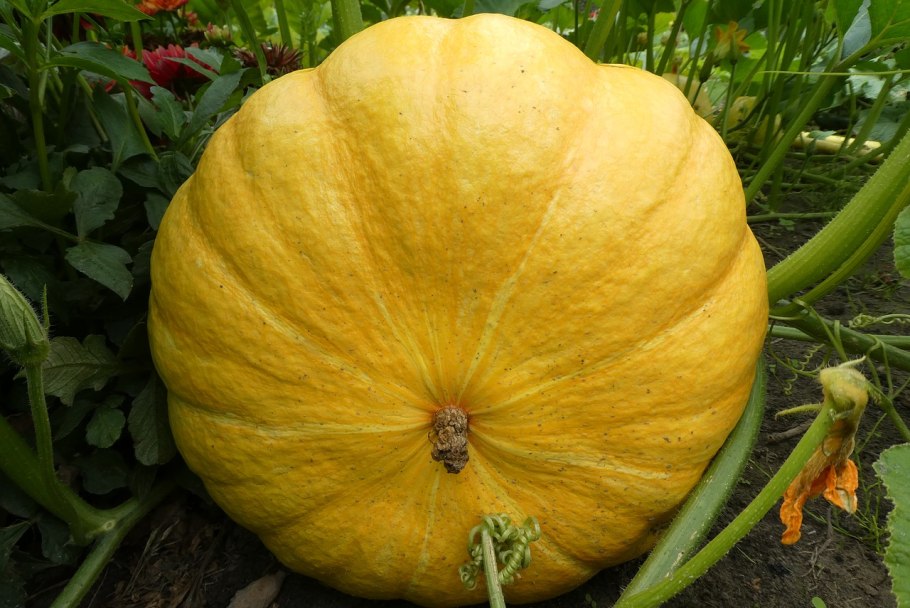 Тыква желтая