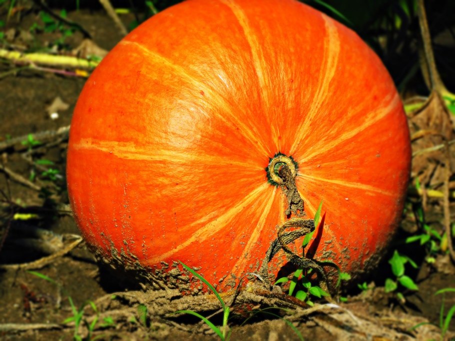 Тыква обыкновенная — cucurbita pepo l.