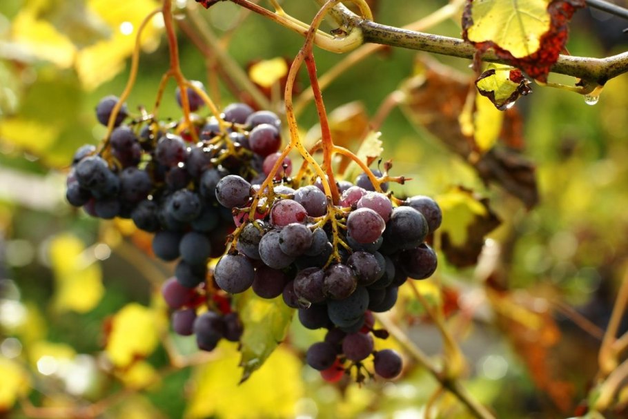 Синий виноград Изабелла