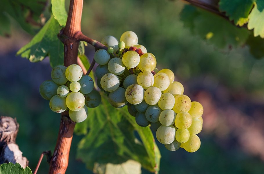 Виноград Vitis vinifera l.