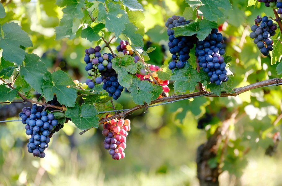 Виноград Maroo seedless