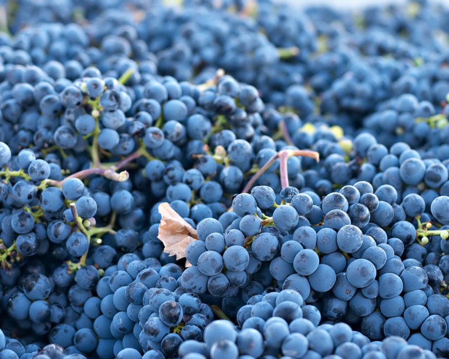 Молдавский виноград Совиньон