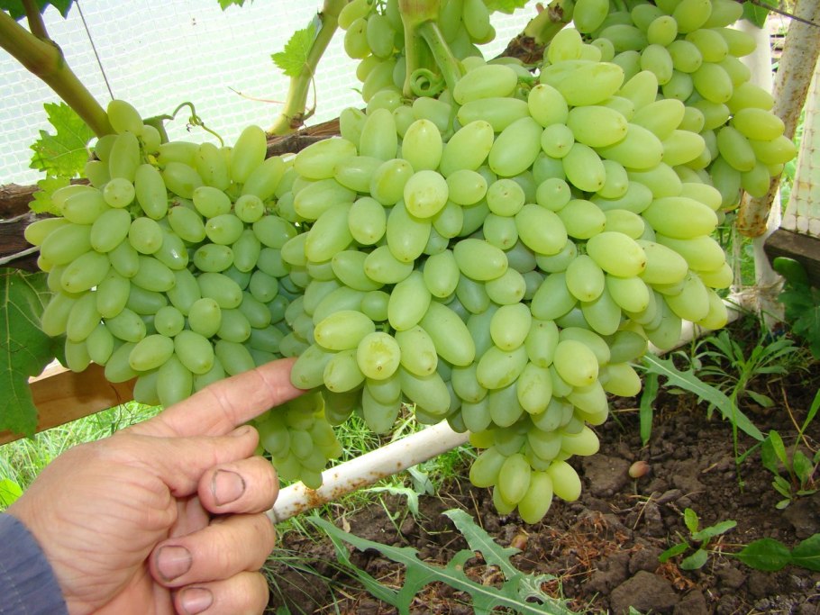 Виноград растение лоза