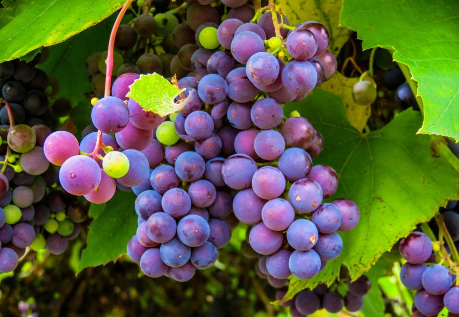 Vitis vinifera виноград