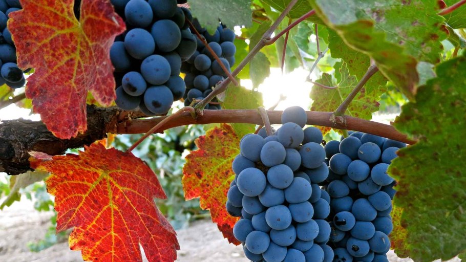 Виноград dan Ben Hannah