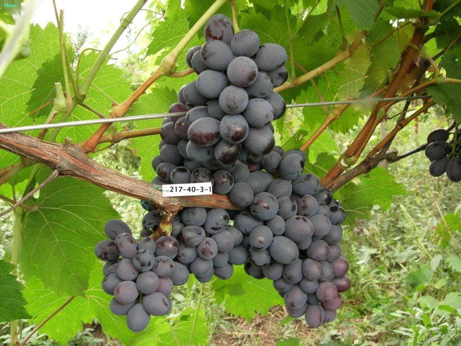 Виноград сорт
