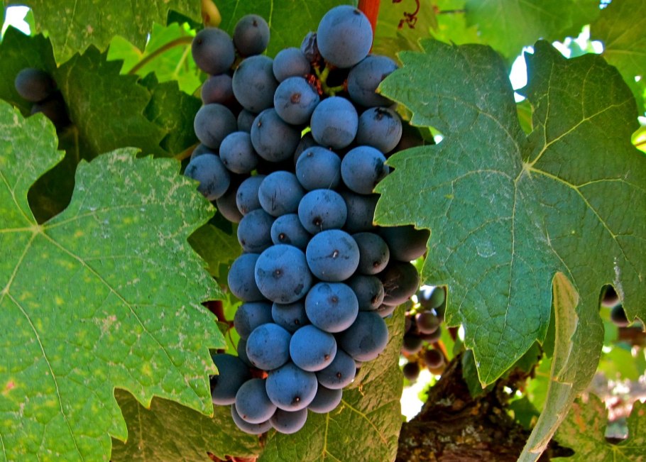 Виноград Пино Фран