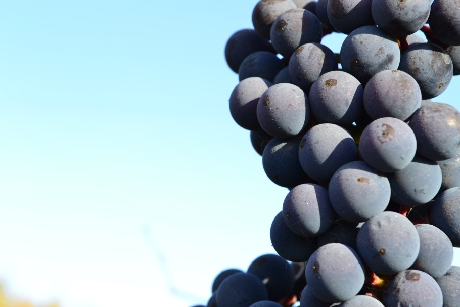 Штамбовый виноград