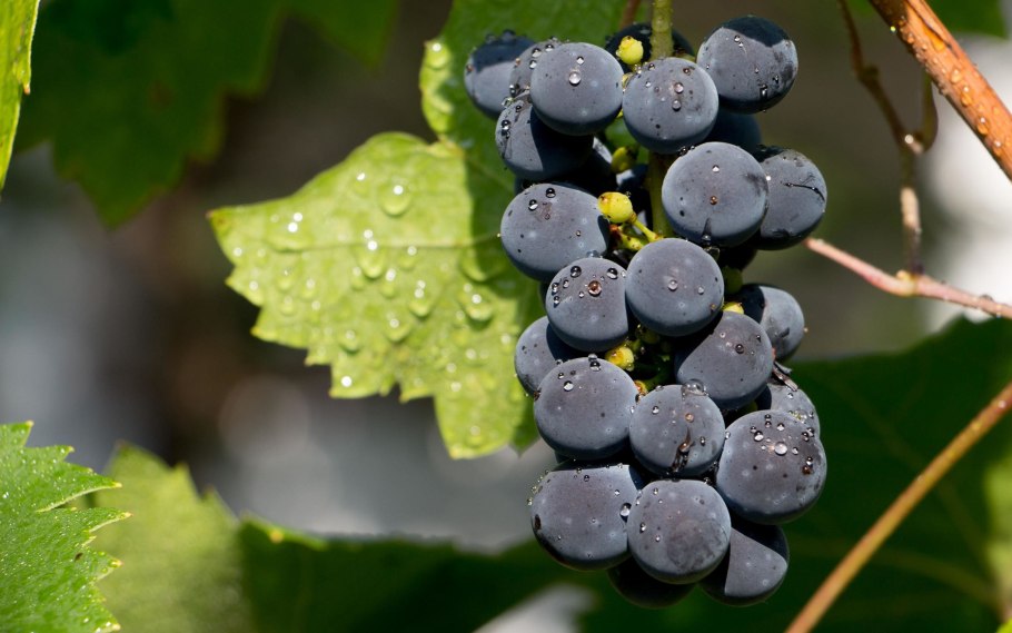 Виноград плодовый п-26