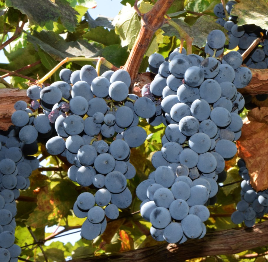 Растение Лиана виноград это